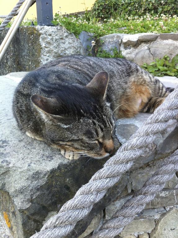 Impronte Nel Bosco Bed & Breakfast Calice al Cornoviglio Luaran gambar